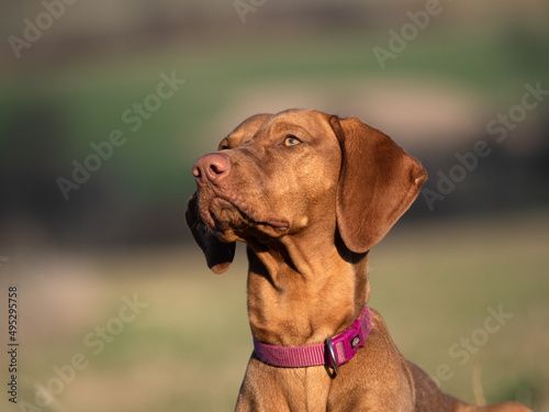Fototapeta Naklejka Na Ścianę i Meble -  A ungarian magyar vizsla dog closeup in jena