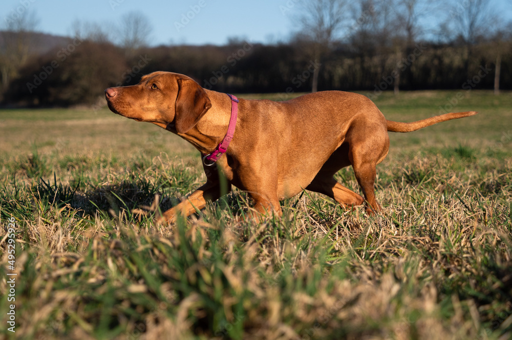 A ungarian magyar vizsla dog closeup in jena