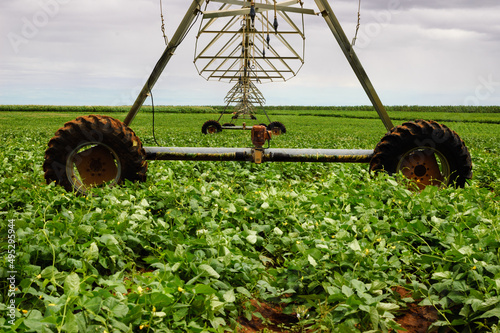 plantação de feijão com irrigação por pivô central photo