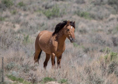 A lone mustang in the Sand Wash Basin of Colorado