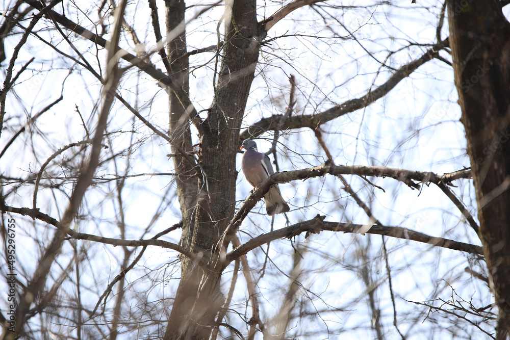 wild wood pigeon on branches in the forest wild wood pigeon on branches in the forest