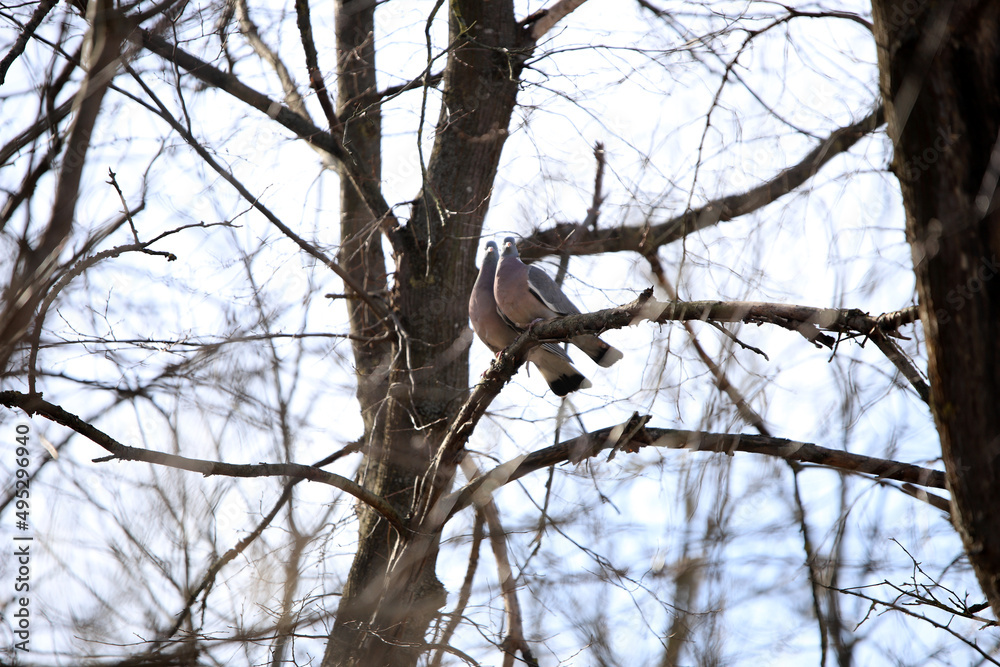 wild wood pigeon on branches in the forest wild wood pigeon on branches in the forest