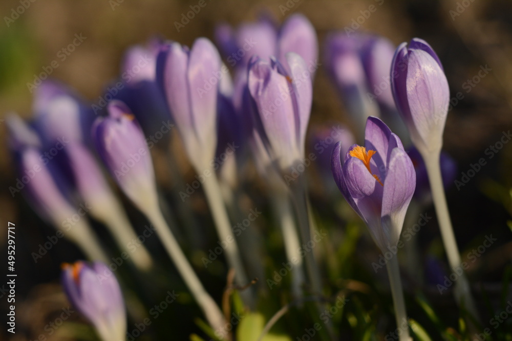 Gently purple crocuses close-up in the grass