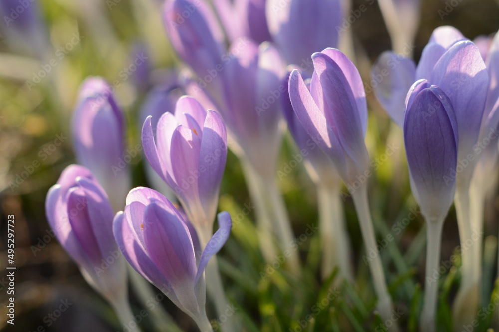 Delicate purple young crocuses bloom in early spring Delicate purple young crocuses bloom in early spring