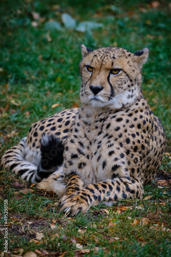 Gepard, cheetah, big cat, cats