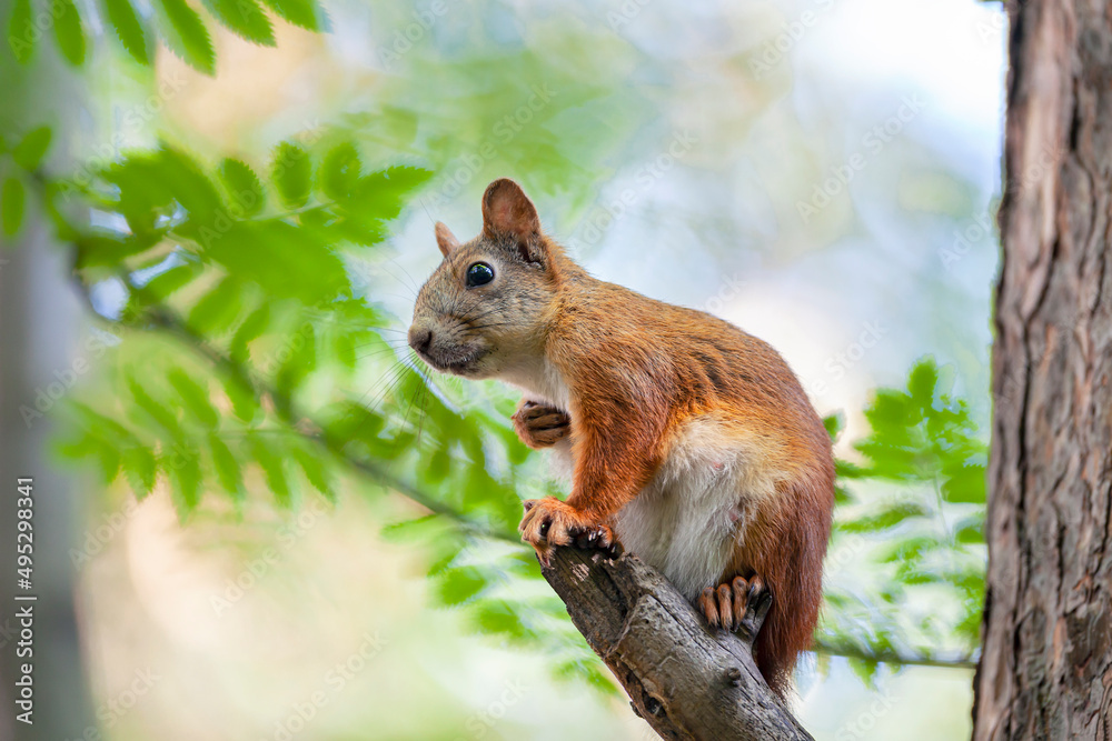 A red squirrel In the forests near Moscow. A red squirrel In the forests near Moscow.