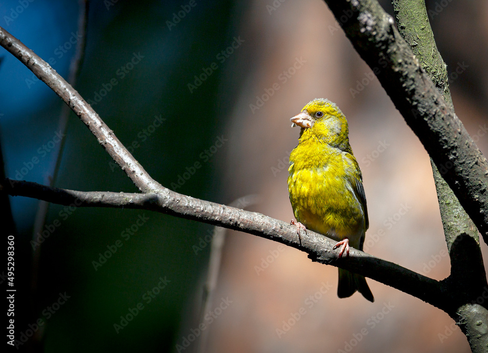 Fototapeta premium The European greenfinch or simply the greenfinch (Chloris chloris) is a small passerine bird in the finch family Fringillidae.