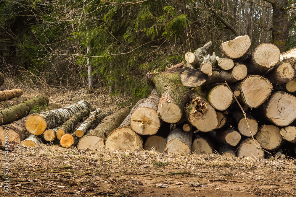 Forest Log trunks pile, the logging timber wood industry. wooden trunks. Forest Log trunks pile, the logging timber wood industry. wooden trunks.