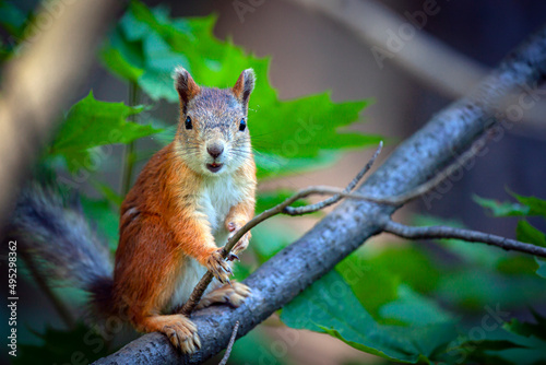 A red squirrel In the forests near Moscow.