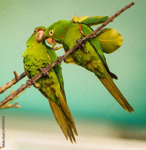 White Eyed Parakeet Love