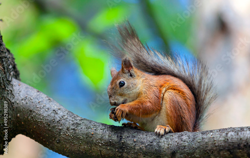 A red squirrel In the forests near Moscow.