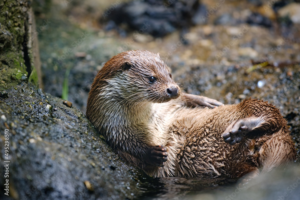 lying otter, animal, portrait