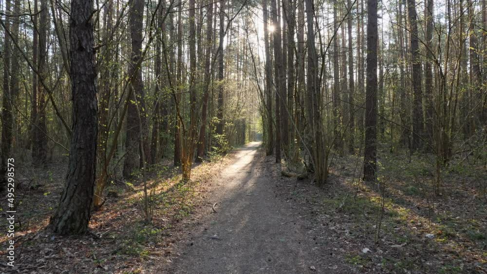 Sunny spring forest in the early morning. Walking the forest road. Sunbeams getting through the tree's branches. Sunny spring forest in the early morning. Walking the forest road. Sunbeams getting through the tree's branches.