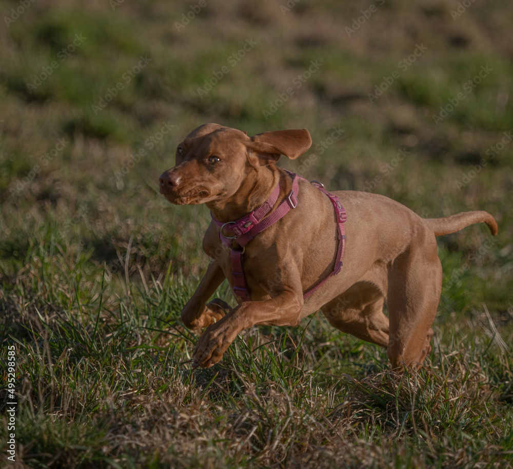 A ungarian magyar vizsla dog in action closeup in jena A ungarian magyar vizsla dog in action closeup in jena
