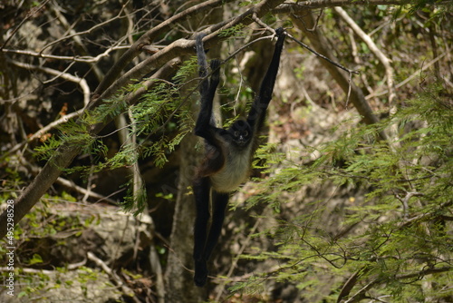 mono araña
