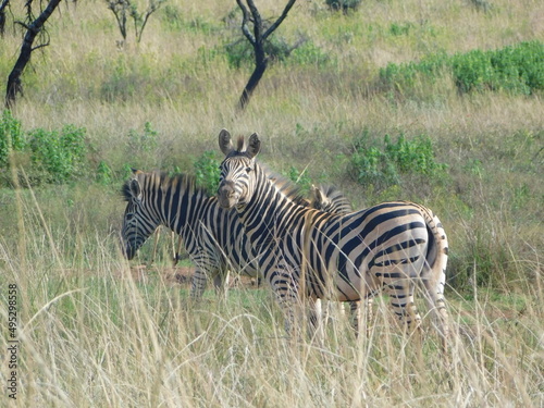 Full body side view of two Zebras  faces turned towards the camera  and buck standing in a bush  in a long grass field  scattered trees  in South Africa  North West