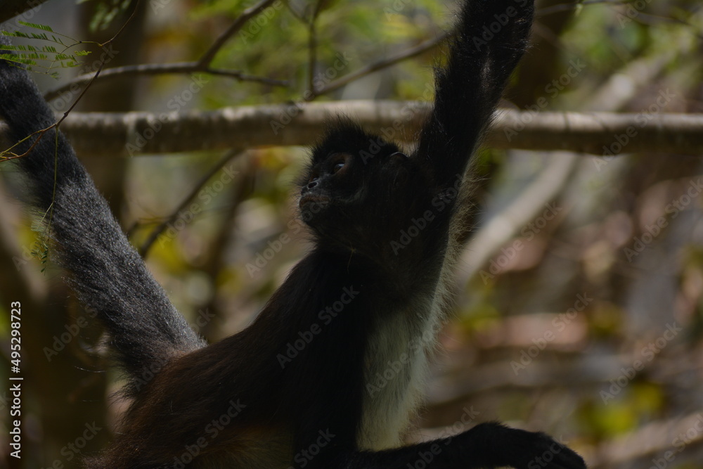 Naklejka premium mono araña