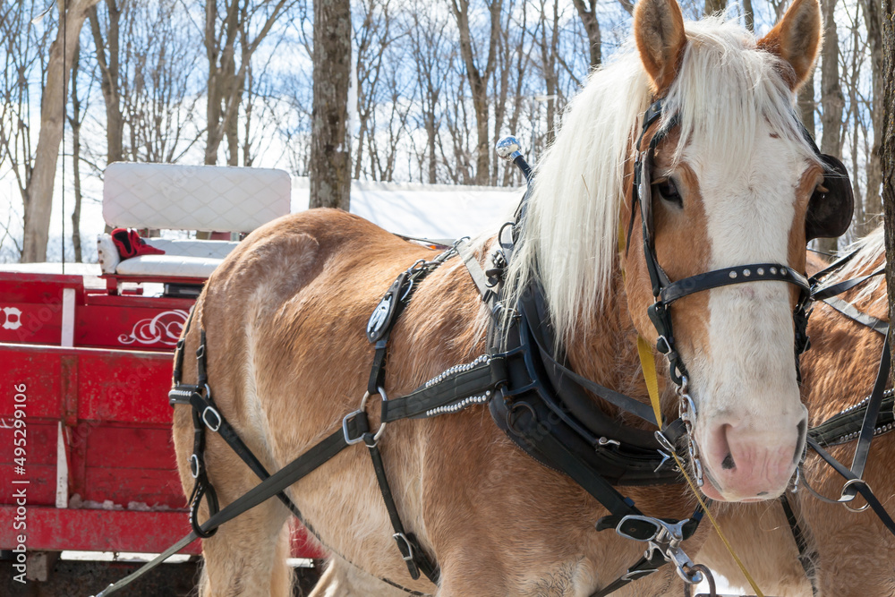 Horses and sleigh at sugar shack Horses and sleigh at sugar shack