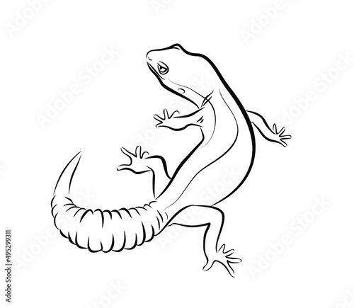 Sketch of a lizard 
