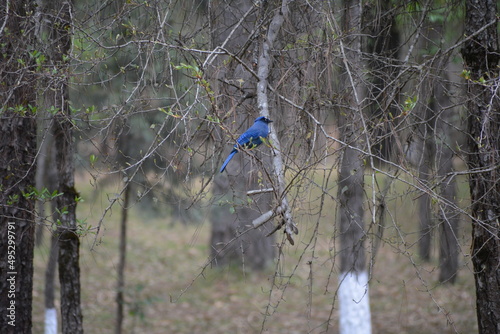 Tela blue jay en bosque de chiapas