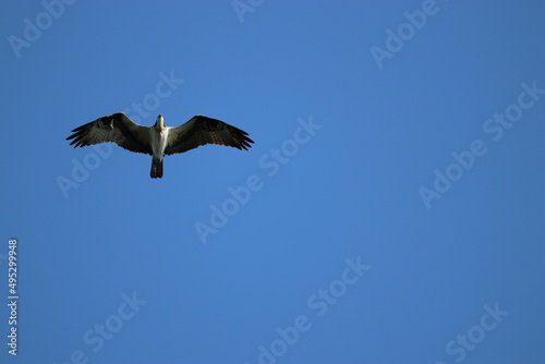 Eagle flying overhead