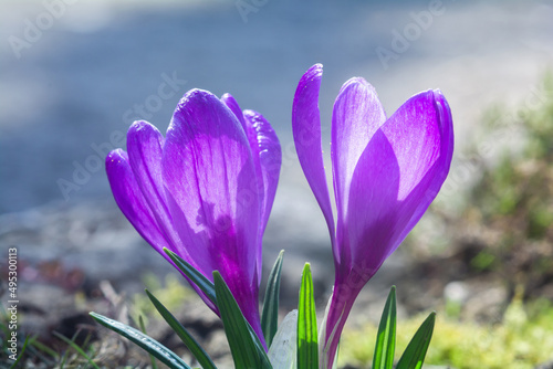 Beautiful flowers of purple crocuses on a sunny day