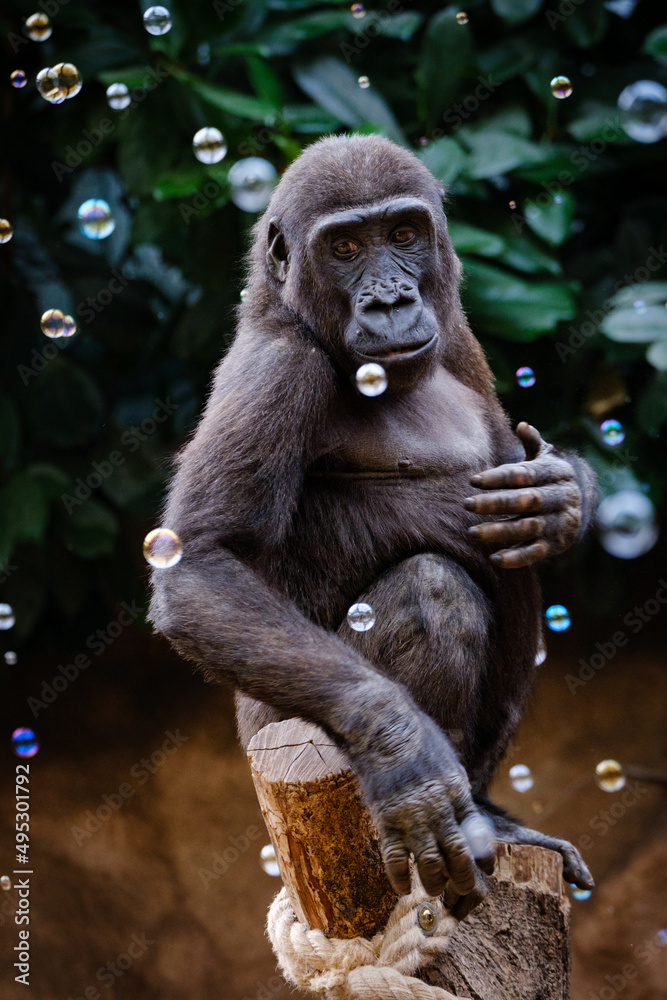 gorilla and bubbles