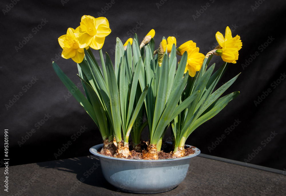 Beautiful yellow daffodils, with large flower bulbs in a beautiful flower pot