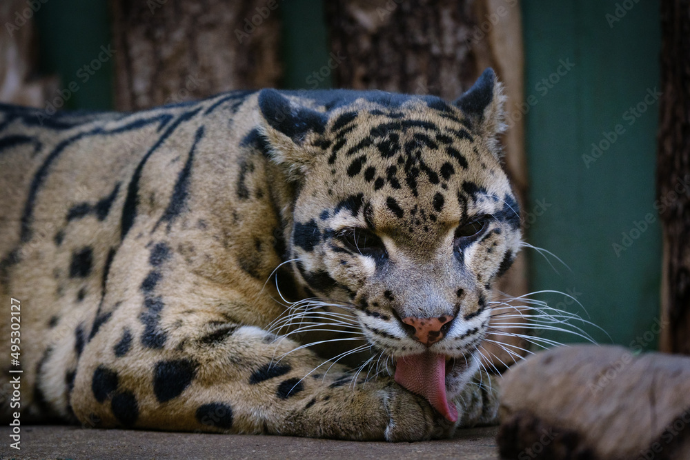 Fototapeta premium Leopard cloud