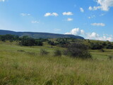 Beautiful scenic landscape with grass fields, bushes, scattered trees, mountains, hilltops, blue sky and white puffy scattered clouds. In South Africa, North West.