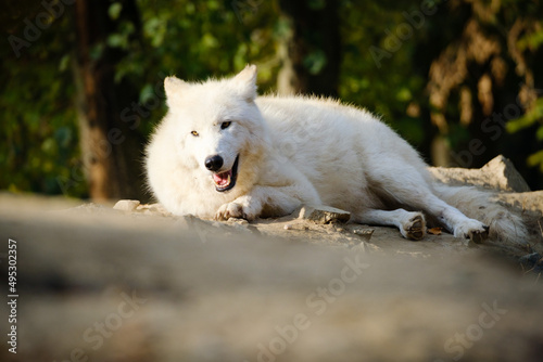 arctic wolf  portrait  hungry  meat
