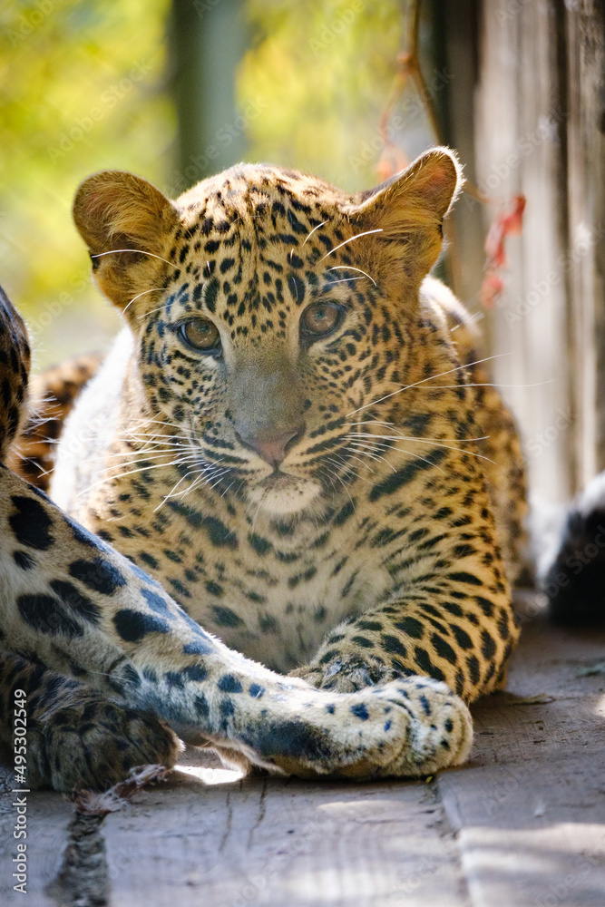 Obraz premium leopard, big cat, fur