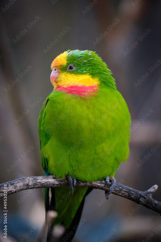 parrot, green bird