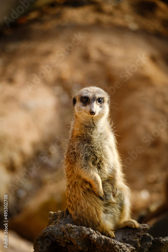 meerkat standing on the rock