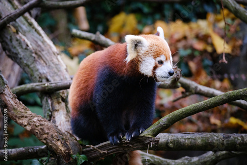 red panda on the tree
