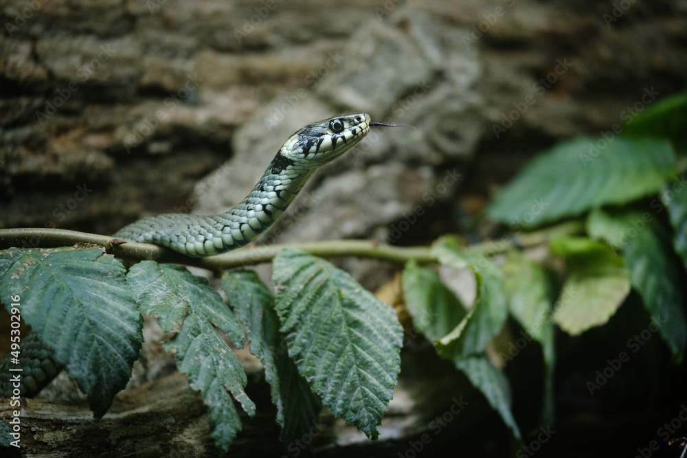Fototapeta premium snake on the tree