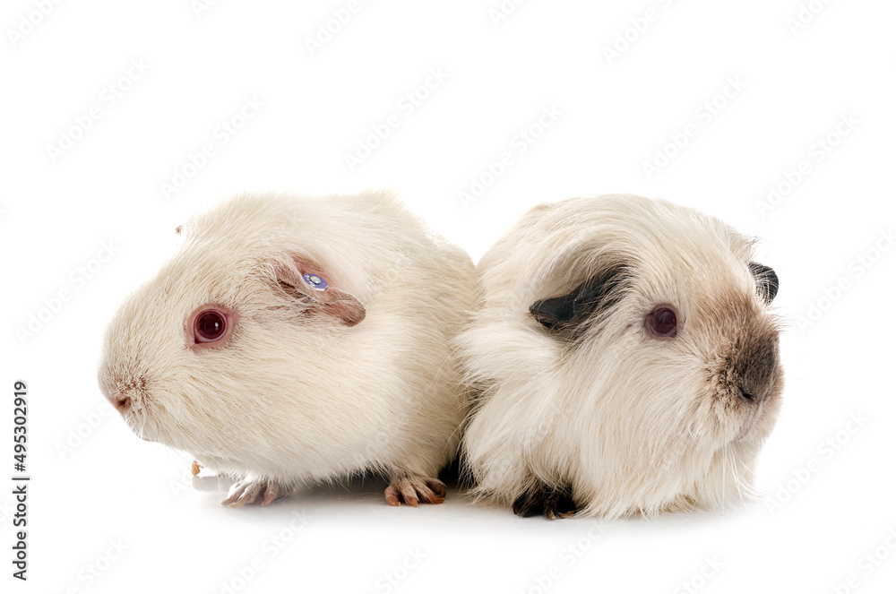 Fototapeta premium guinea pig in studio