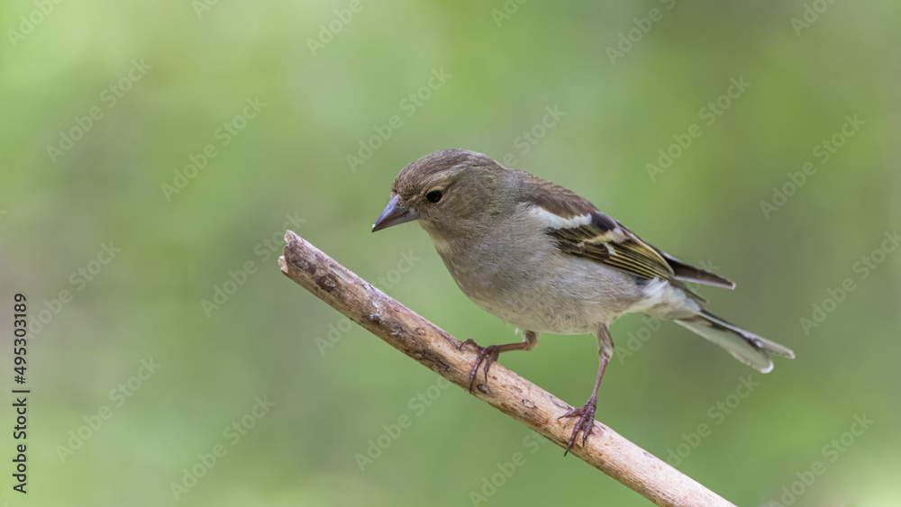 Naklejka premium bird, spatz, natur, wild lebende tiere, tier, wild, ast, schnabel, braun, gering