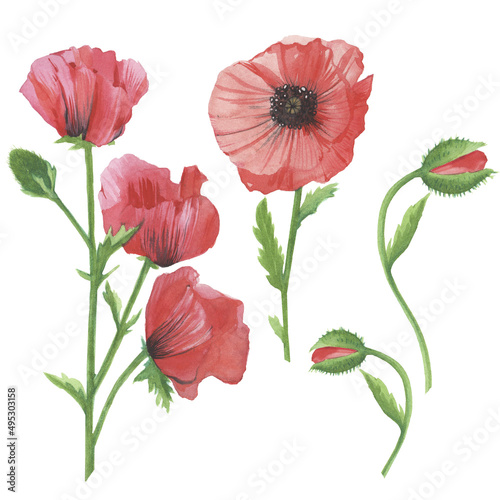 Watercolor Drawing of Red Poppy Flowers Isolated on White. Botanical Illustration in Vintage Style. Summer Poppy Artwork Floral Collection. Floral Wedding Decoration Bouquet
