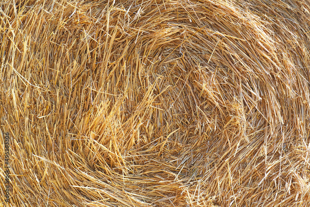Golden straw texture, as background. Hay background in summer day.