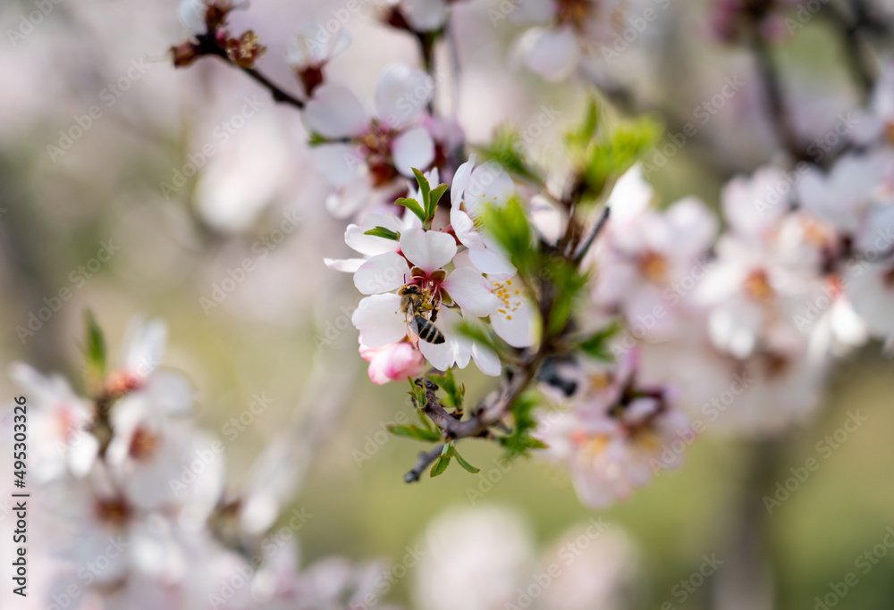 European honey bee (Apis mellifera) pollinating an almond (Prunus amygdalus). Focus on the bee and flowers. European honey bee (Apis mellifera) pollinating an almond (Prunus amygdalus). Focus on the bee and flowers.