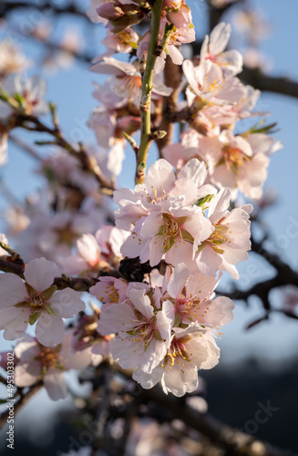 An almond tree blooming (Prunus amygdalus). Focus on flower