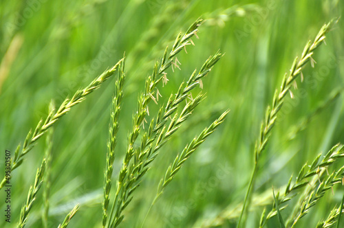 In the meadow growing cereal plant grass Elymus repens