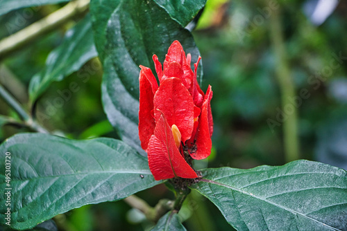 Zimmerhopfen rote Blume mit grünen Blättern  photo