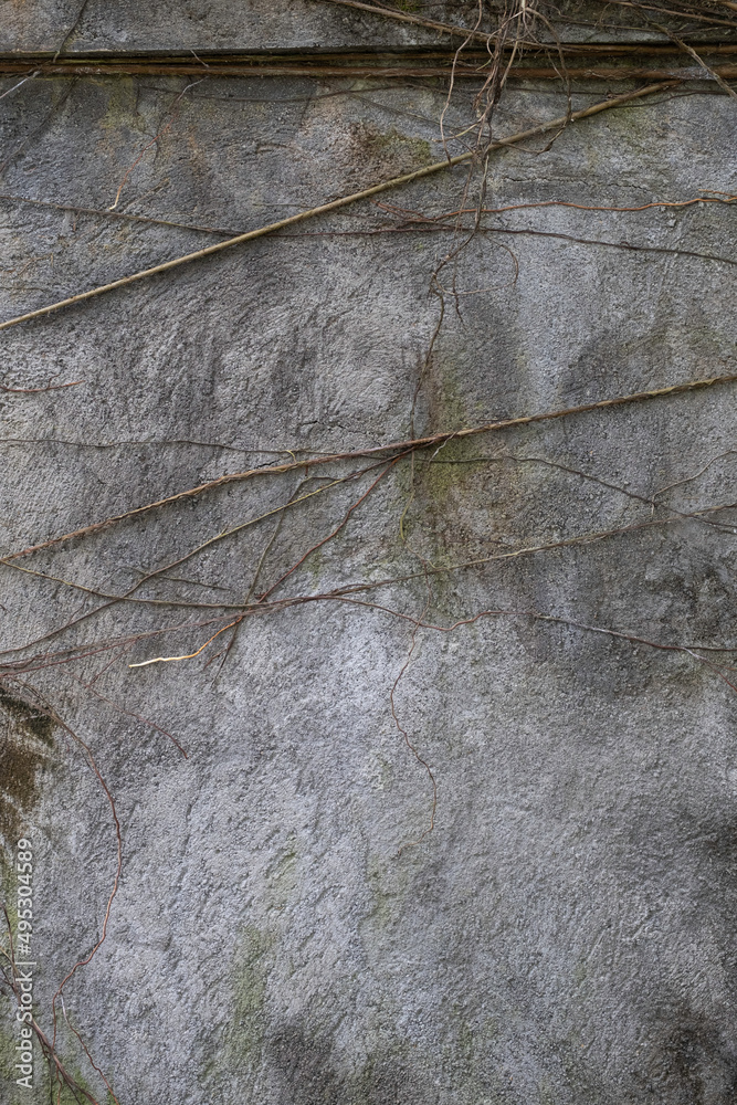 Creeper vine on concrete wall background texture Creeper vine on concrete wall background texture