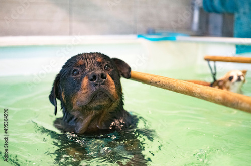 Konstfotografi young rottweiler and hydrotherapy
