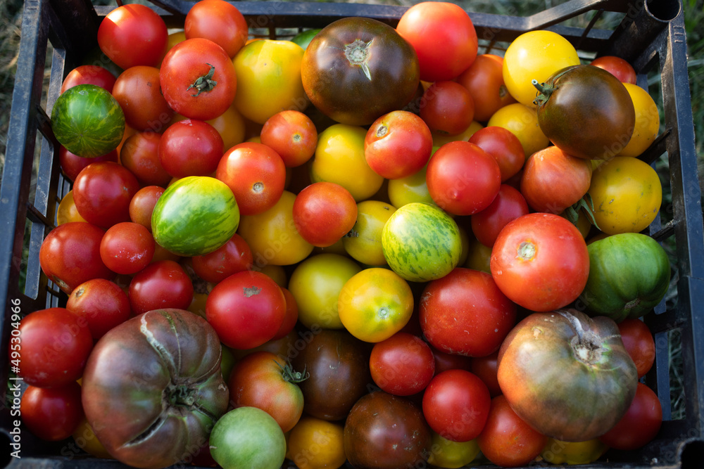 ripe organic tomatoes freshly collected eco gardening ripe organic tomatoes freshly collected eco gardening