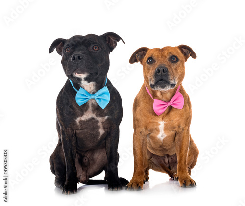 staffordshire bull terriers