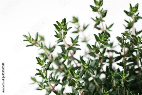 Fresh organic green bouqut of thyme. Top view, flat lay, isolated closeup macro view of aromatic herbs plant with soft focus