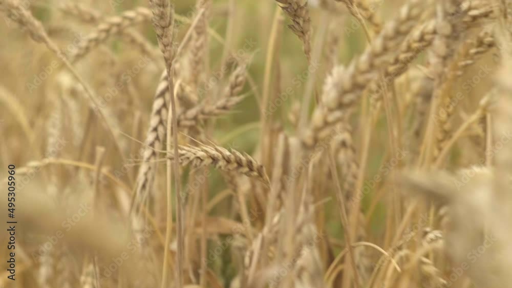Wheat field close up. Ears of golden wheat move in the wind. Farm, crops, autumn harvest. Wheat field close up. Ears of golden wheat move in the wind. Farm, crops, autumn harvest.